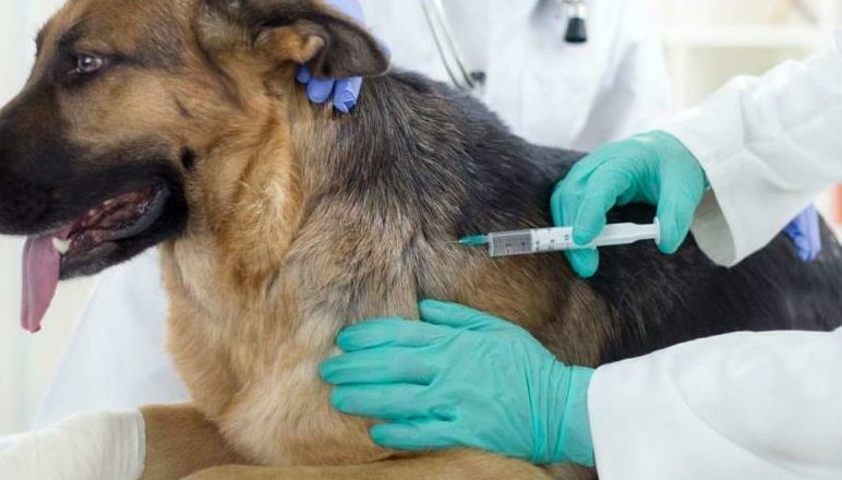 Free Rabies Vaccination Drive