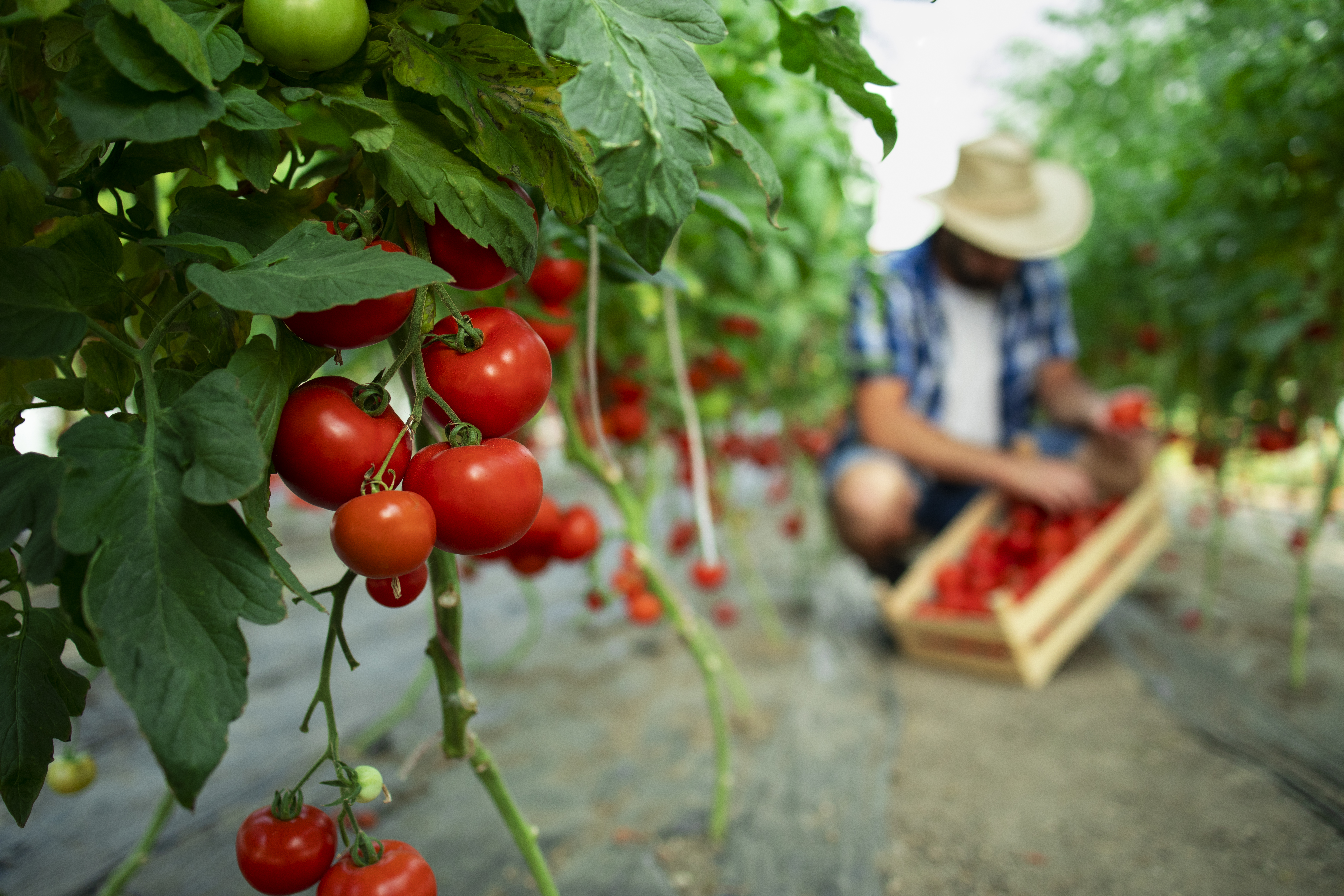 Agro Nature agricultural operations
